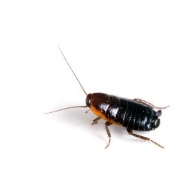 Problems with oriental cockroaches? Eliminate them today!