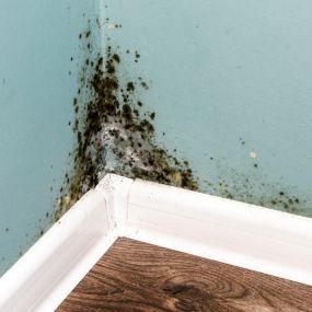 Let us help with mold remediation and testing!
