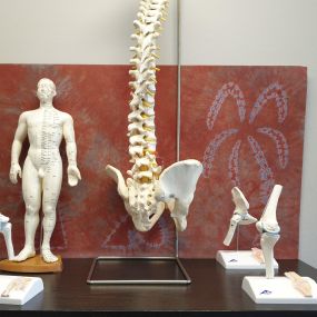 Anatomische modellen