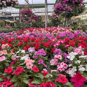 Bild von Grant Line Garden Center & Nursery