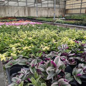 Bild von Grant Line Garden Center & Nursery