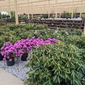 Bild von Grant Line Garden Center & Nursery