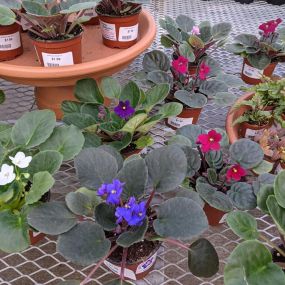 Bild von Grant Line Garden Center & Nursery