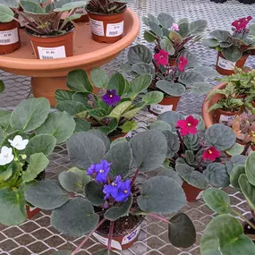 Bild von Grant Line Garden Center & Nursery