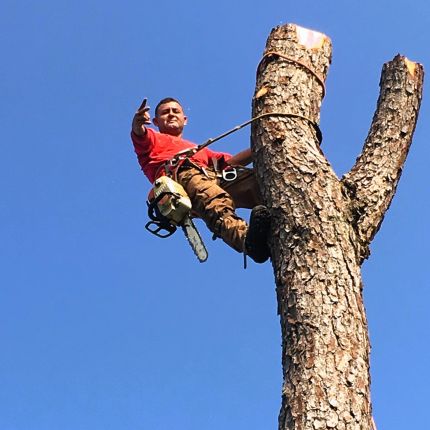 Logotyp från Bros Tree Service