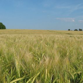 Bild von AGRI Loučeň, a.s.