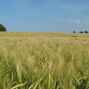 Bild von AGRI Loučeň, a.s.