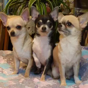 Bild von Chihuahua of Tierras Calientes