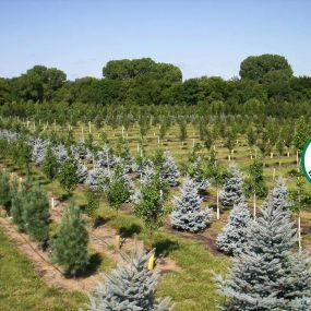 Arbor Hills Tree Farm