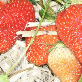 Fraises_Ferme Carette