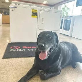 Black lab laying on the showroom floor in front of washers.