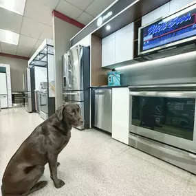 A chocolate lab dog sitting inside Flick Brothers Electric’s showroom beside stainless steel GE appliances.