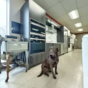 A chocolate lab dog sitting in Flick Brothers Electric’s showroom beside Monogram kitchen appliances.