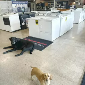 Two dogs relaxing among washers and dryers inside the showroom.