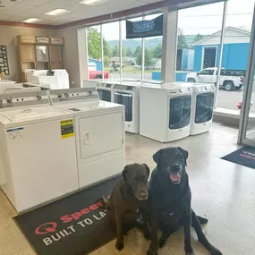 Two labs sitting together on a Speed Queen mat inside the showroom.