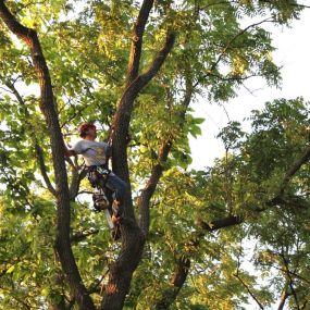 Tree Trimming Service