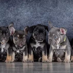 Bild von Franse Bulldog fokker Judith