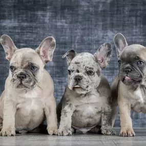 Bild von Franse Bulldog fokker Judith