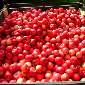 Bild von Farma Lexman