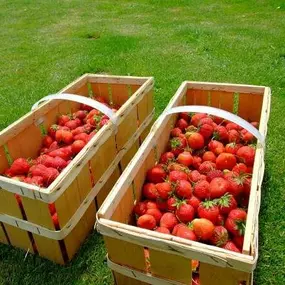 Bild von Farma Lexman