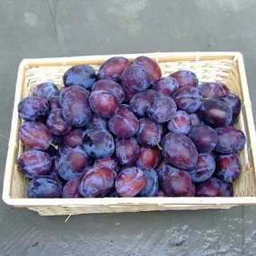 Bild von Farma Lexman