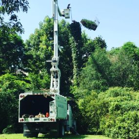 Bild von Bofinger's Tree Service