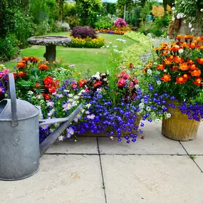 Colorful Spring Plants