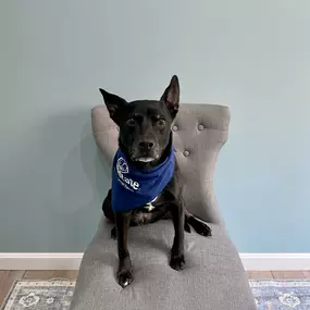 Our Walling Agency Mascot - Lucy