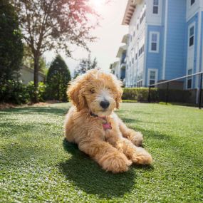 Pet friendly community with dog park