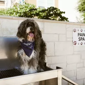 Outdoor paw spa pet wash station