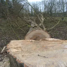 Treeworker De Smalle
