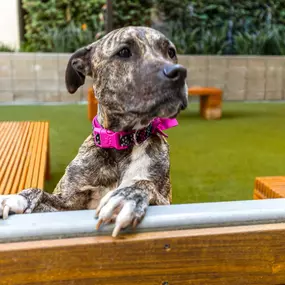 Private off leash dog park with turf and benches