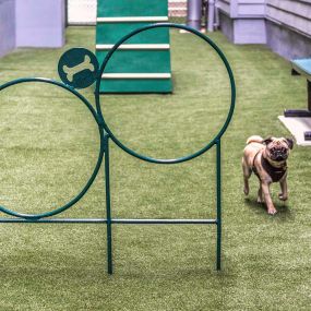 Pet park exercise