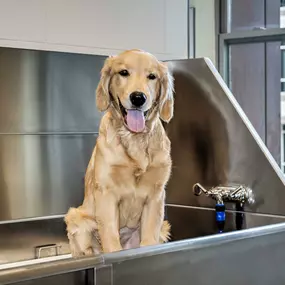 Pet park wash your pet