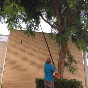 Poda_arboles_La_Alhambra_Torrevieja_Alicante.jpg