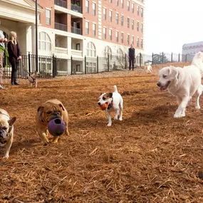 Private onsite dog park