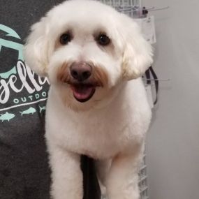 Woof Gang Bakery & Grooming Mueller is a locally owned family operated business in Texas. We are a one-stop pet store offering a personalized customer experience to every visitor that walks through our door.