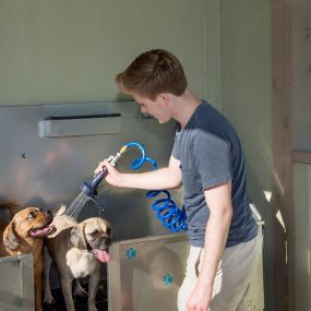 Dog washing station