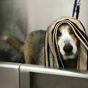 Woof Gang Bakery and Grooming Sugar Land is a locally owned family operated business in Texas. We are a one-stop pet store offering a personalized customer experience to every visitor that walks through our door.