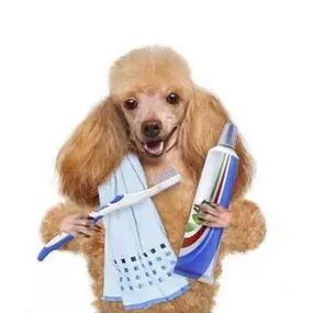Bild von Woof Gang Bakery and Grooming Sugar Land