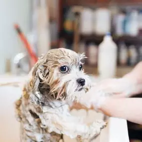 Bild von Woof Gang Bakery and Grooming Sugar Land