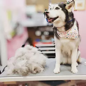 Bild von Woof Gang Bakery and Grooming Sugar Land