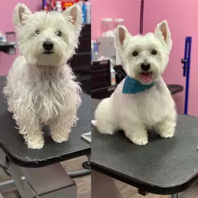 Bild von Woof Gang Bakery and Grooming Sugar Land