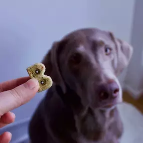 Need Raw diet for your pets? Woof Gang Bakery and Grooming Sugar Land in Alabama has the largest selection of raw diets with a strong emphasis on holistic natural care. Homoeopathic and herbal remedies.
