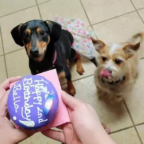 Bild von Woof Gang Bakery and Grooming Sugar Land