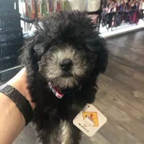 Bild von Woof Gang Bakery and Grooming Sugar Land