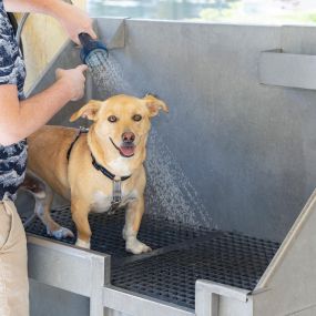 No need to bend over the bathtub to get your dog clean. You and your pet will love the dog washing station.