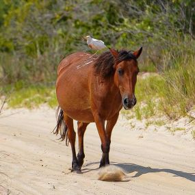 Bild von Wild Horse Adventure Tours