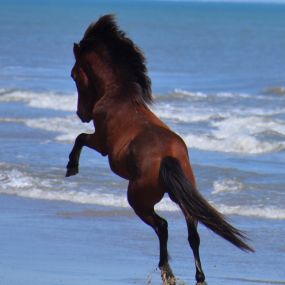 Bild von Wild Horse Adventure Tours