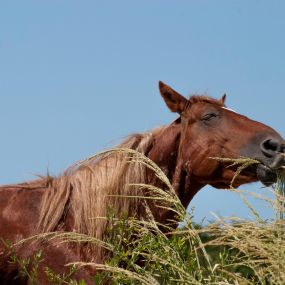 Bild von Wild Horse Adventure Tours